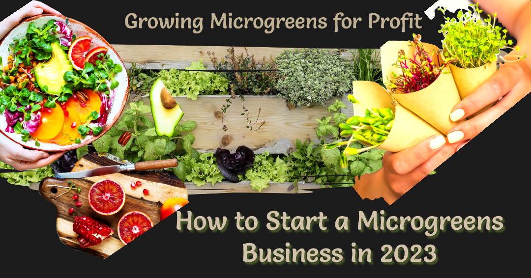 How to Start a Microgreens Business?