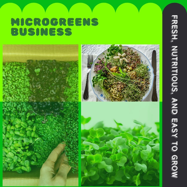 Microgreens Business
