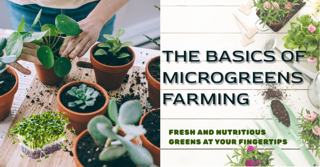 The Basics of Microgreens Farming